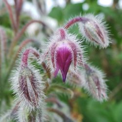 Close-up of purple flowers