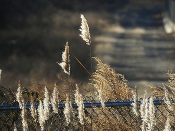 Close-up of plant growing on field during winter