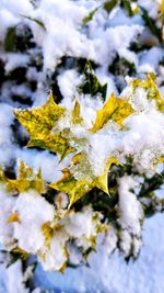 Close-up of frozen plant during winter