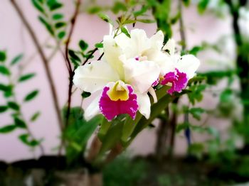 Close-up of pink flowers
