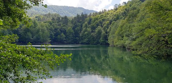 Scenic view of lake by trees