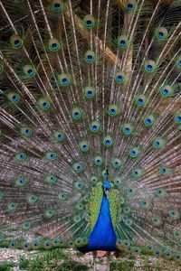 Full frame shot of peacock feathers