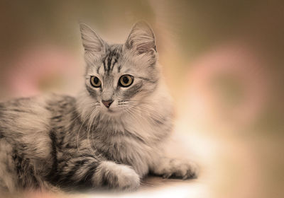 Close-up portrait of a cat