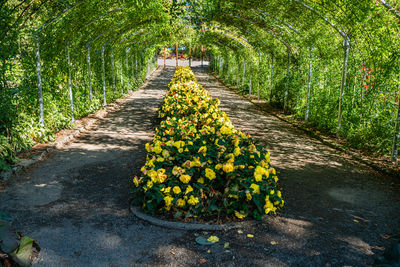 Footpath amidst plants
