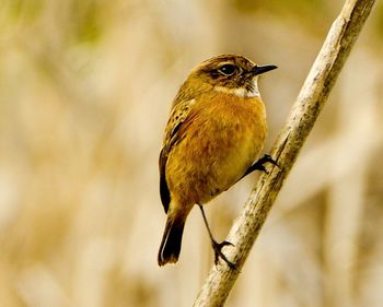 Close-up of bird perching on branch