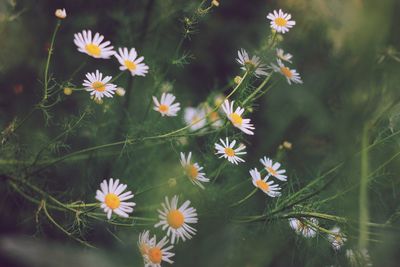 Close-up of daisy flowers