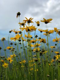 Close-up of yellow flowering plant on field against sky