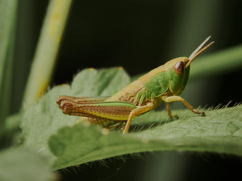 Close-up of grasshopper