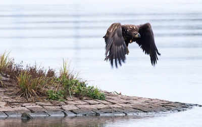 Bird flying over sea