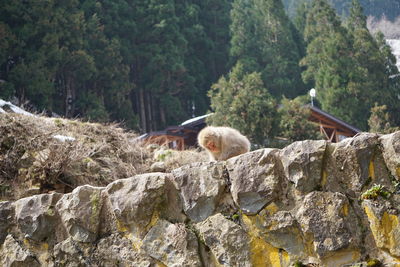 View of an animal on rock