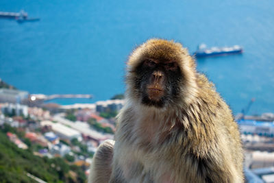 Close-up of monkey