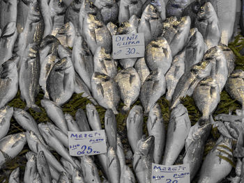 Close-up of fish for sale in market