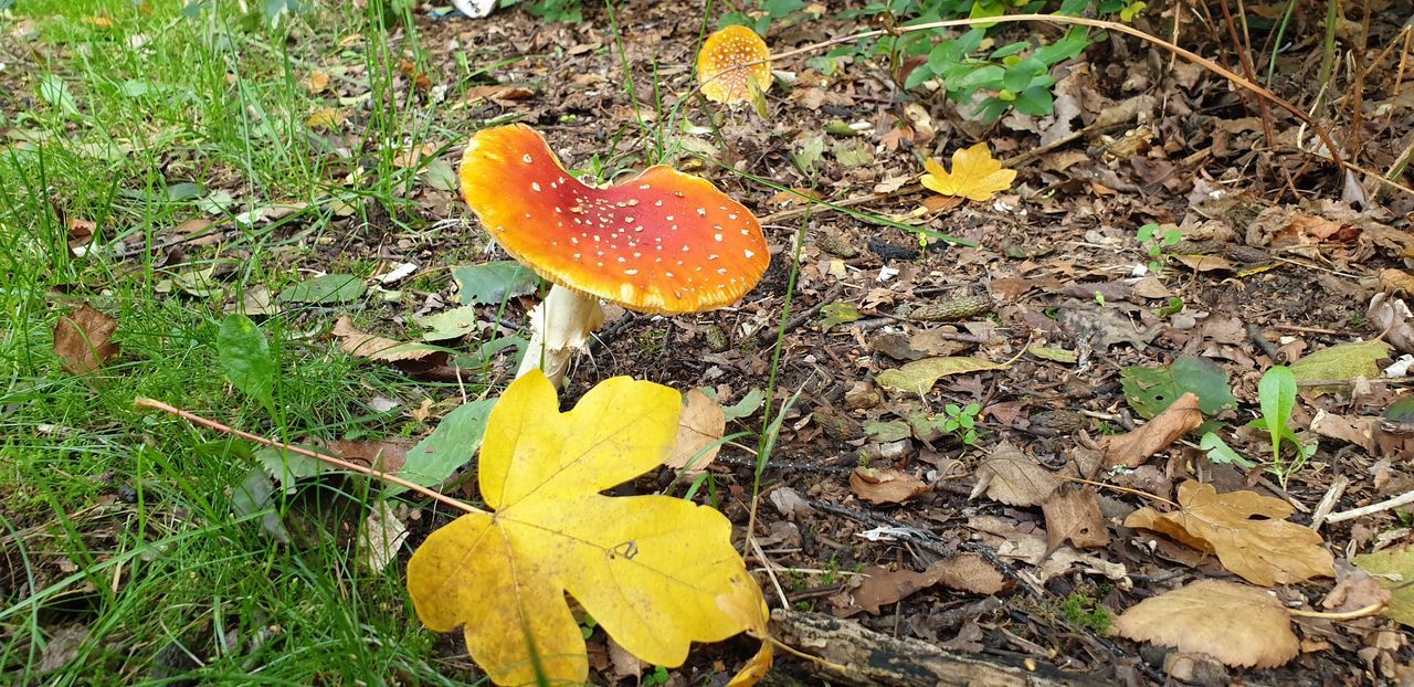 HIGH ANGLE VIEW OF MUSHROOM GROWING ON FIELD DURING AUTUMN