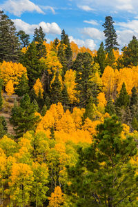 Yellow autumn trees in forest