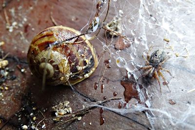 Close-up of spider