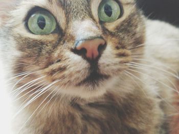 Close-up portrait of a cat