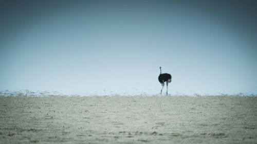 Horse standing on field