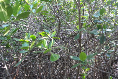 Close-up of plant growing on field