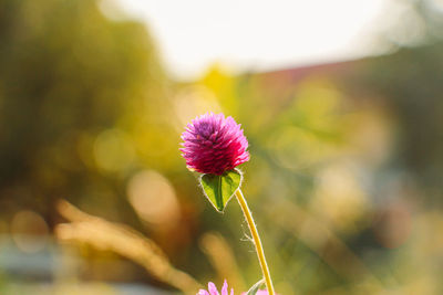 Close-up of pink flowering plant