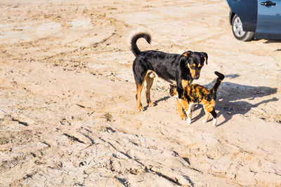 View of dog running on sand