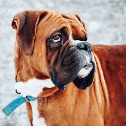 Close-up of dog
