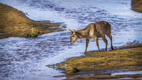 Antelope standing at lakeshore