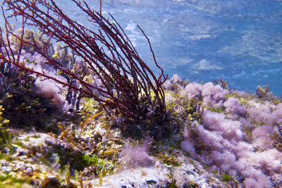 Close-up of coral in sea