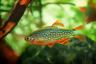 Close-up of fish swimming in aquarium