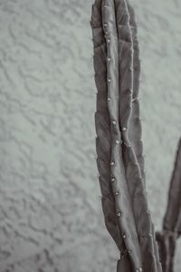 Close-up of wet leaf