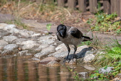 Bird perching on rock by lake