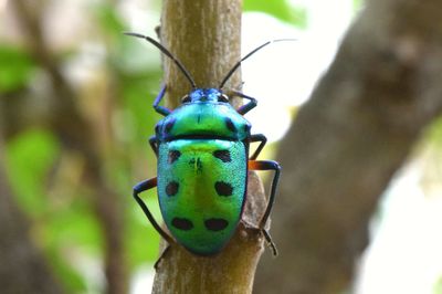 Close-up of insect on tree trunk