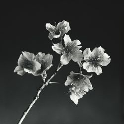 Close-up of white flowers