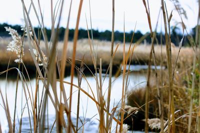 Close-up of stalks in field against sky