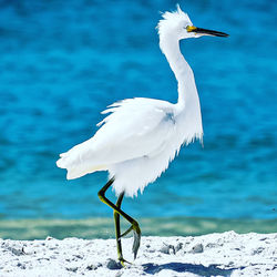 White bird flying over sea