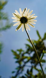 Low angle view of white flowering plant against sky