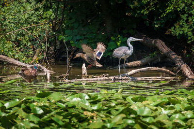 Birds in a lake