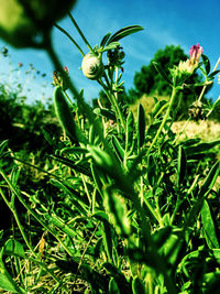Close-up of flowering plants on field