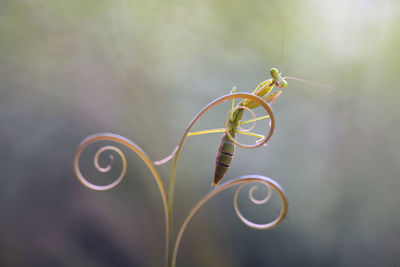 Mantis spesies on unique place