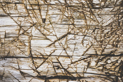 Full frame shot of bare tree by lake