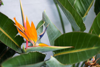 Close-up of orange leaves on plant