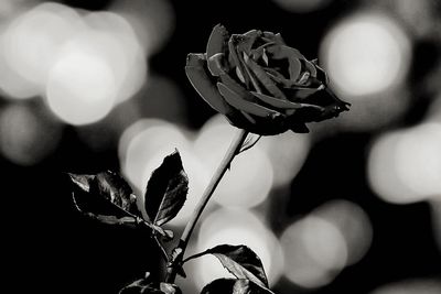 Close-up of rose plant