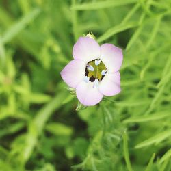 Close-up of flower blooming outdoors