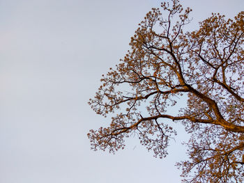 Low angle view of flowering tree against clear sky