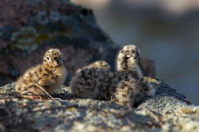 Close-up of young birds perching on rock