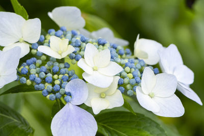 Close-up of white hydrangea flowers