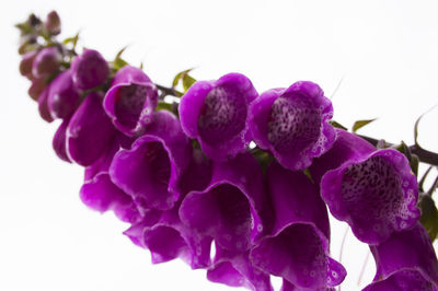 Close-up of purple flowers