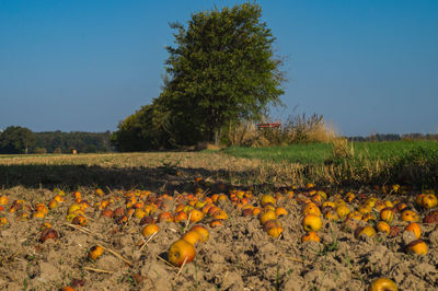 Yellow flowers growing on field