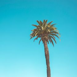 Low angle view of palm tree against clear blue sky