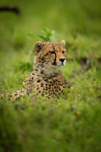 Close-up of cheetah cub lying looking right
