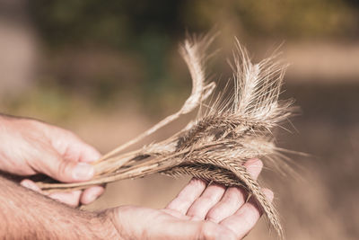 Close-up of hand holding bird